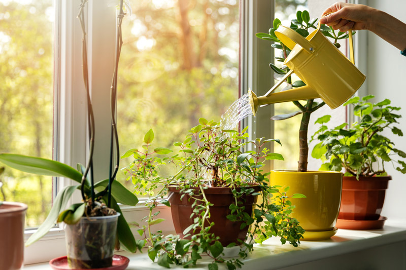 watering can pouring on potted plants on a window sill