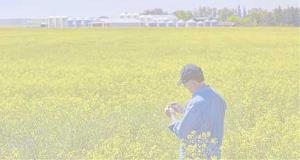 borrowing_canolafarmer
